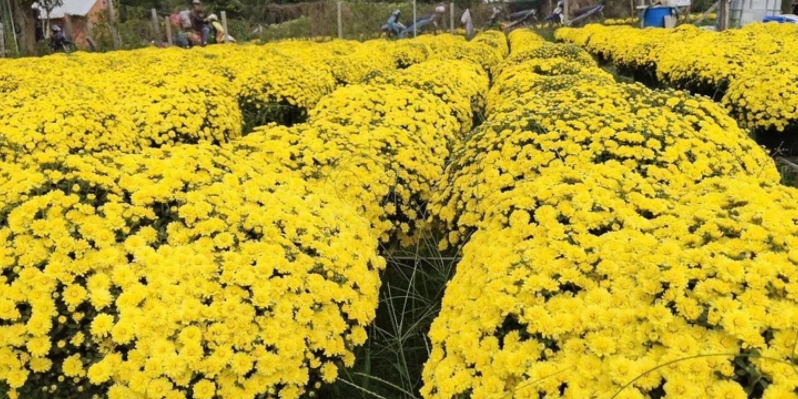 Cúc mâm xôi nở sớm tại làng hoa miền Tây