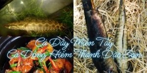 cá dầy miền Tây đặc sản cá đồng hiếm