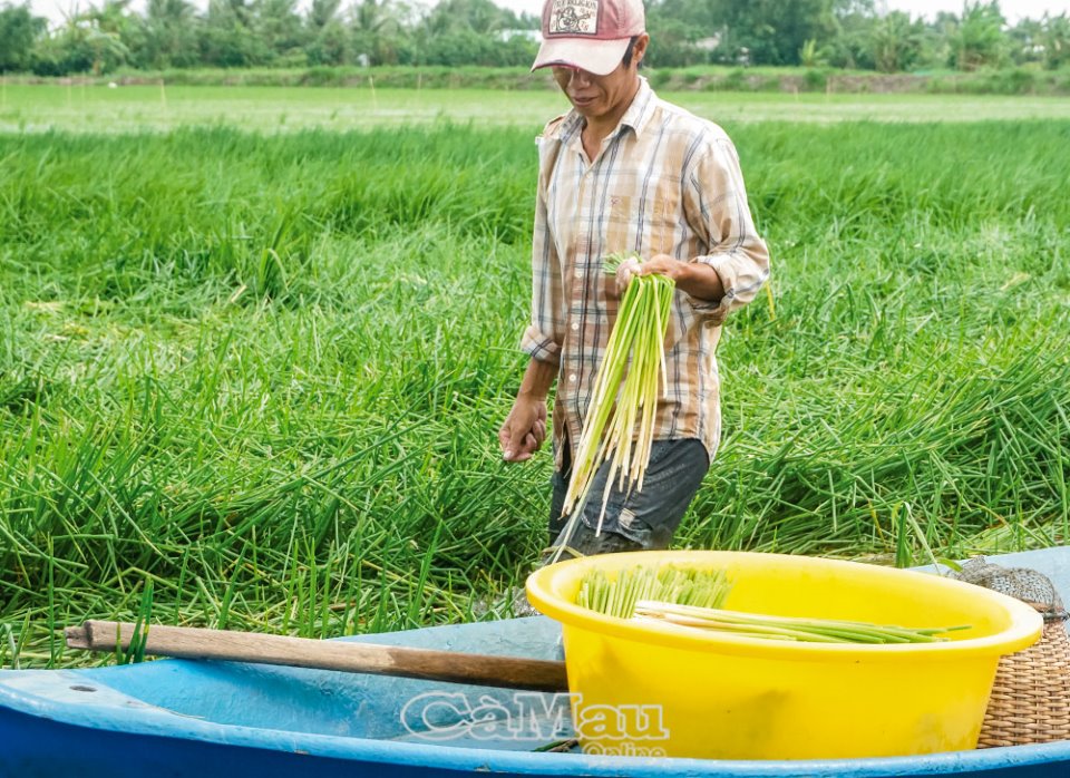 thu hoạch năn bộp ở miền Tây