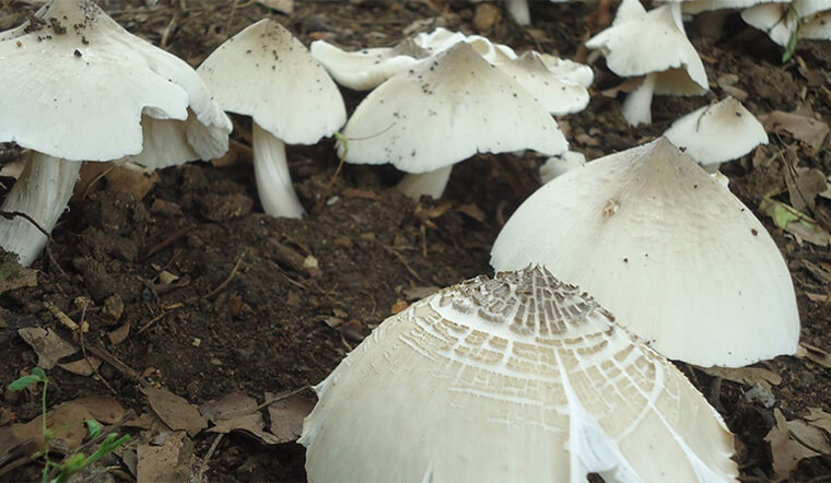 vườn miền Tây nơi nấm mối sinh trưởng tự nhiên